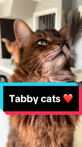 #creatorsearchinsights #pet #cats #catlover #cattok #catsoftiktok #cat viral cat on tiktok cat viral tiktok cat tiktok trending cat influencer viral cat trend cats being dramatic cats going crazy viral cat videos tiktok cat trends tiktok viral cats most popular funny cat videos on tiktok popular cat tiktoks 10/09/2022 #cats #trend He's just so cute 5G Users Shop LIVE Place Try this with your pet #animals #cat #cute #trend • Mittens & © 198.7K viral cat trend cat slideshow pictures Cat Picture Trend cat treats trend