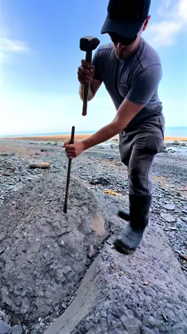 We found this freshly-eroded rock and excavated it! Then, we found a pyritic stone nearby and cracked it open! We were so happy with today’s finds! 🦴🏝️