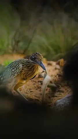#bird #attack #snake #viral #foryou #animals #unfreeze #nature #wildlife 