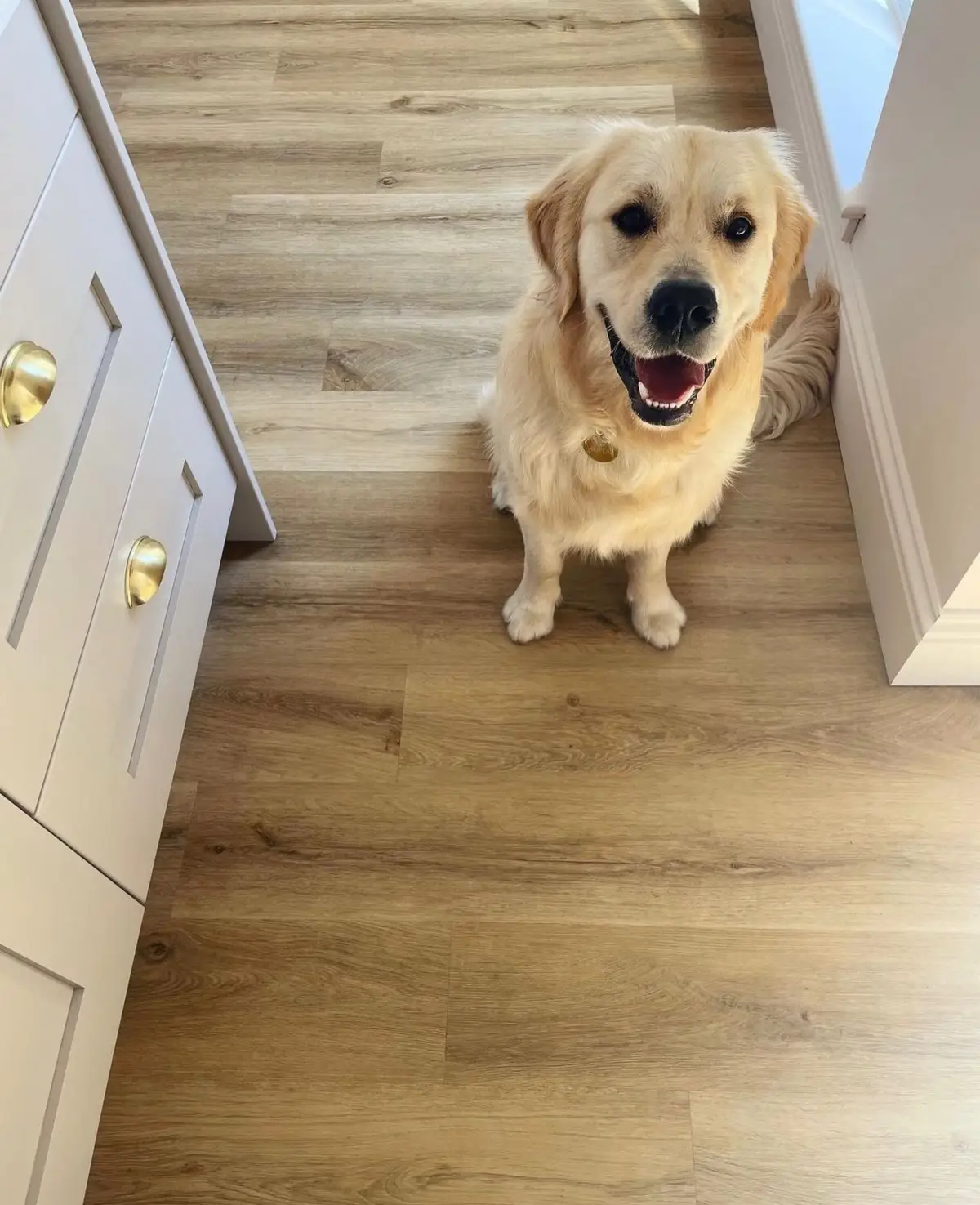 Treat your pup to pet-friendly flooring that’s durable, scratch-resistant, and easy to clean. 🫧🏡✨  #flooringtrends #lasvegasflooring #spcvinylflooring #spcvinyl #flooring #internationnaldogday #petfriendly #petfriendlyfloors 