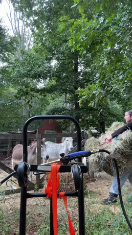 Feed animals with me🐑🐐🫏🐓