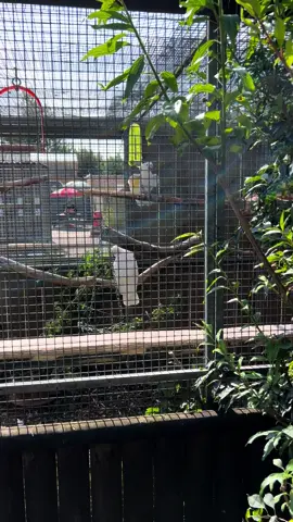 #dancing #parot #lincolnshirewildlifepark 