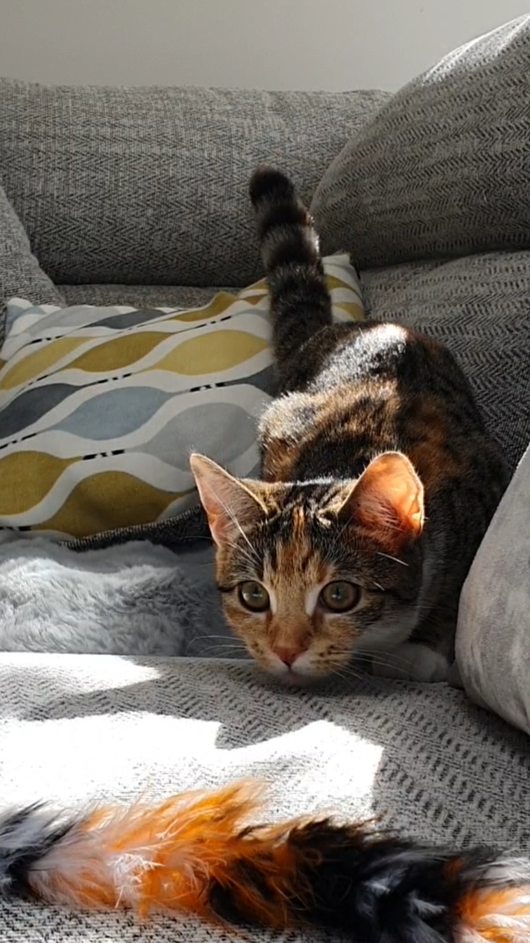 when those instincts kick in. 😼 #cats #catsoftiktok #kitten #kittensoftiktok #pounce #hunter #dayinthelife 