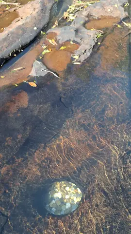 #money  #SATISFYING #LAGO #TESOURO #gold #moedas #cachoeira 