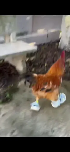 chicken 🐔  Nike shoes 👞  🐔 👞 