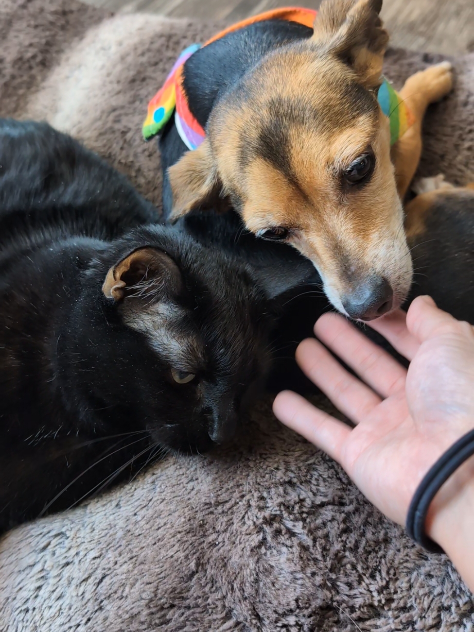 Shadow and Lumi fighting for Mommy's love 😼🐶 #PetsOfTikTok #dogandcat #blackcats #blackcatsoftiktok #dogsoftiktok #chihuahuastiktok 