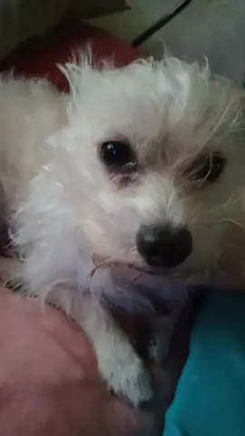 #ashipapame #apapachame 🐕🐕🐾 #videoviral #parati 