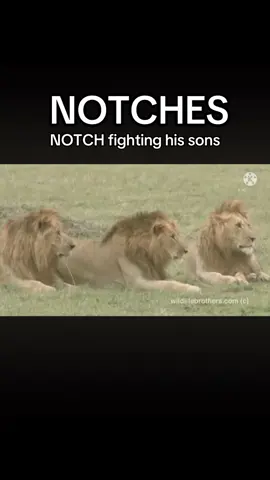 Notch being Notch, what a lion. #lion #nature #notches 