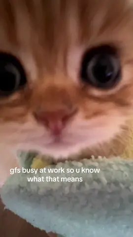 dont let her know i posted this #fyppppppppppppppppppppppp #kitten #catsoftiktok #car #cute #roomba #doobert #fypシ゚viral 
