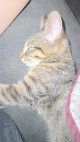 When the automatic feeder goes off! #cats #catsoftiktok #kittens #tabbycat 