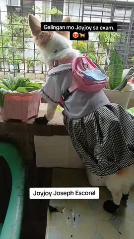 #doglover #dogsoftiktok #dog #dogoftheday #fypシ゚viral #goodvibes 