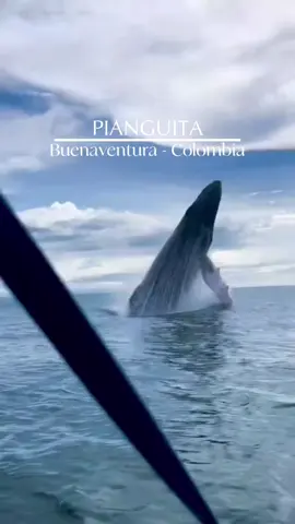 La experiencia de ir a nuestro pacifico colombiano y apreciar la inmensa belleza que nos brinda la naturaleza es indescriptible 🐋❤️👫 vivimos juntos una experiencia que jamás olvidaremos 🥰 @Adrian Velasquez  #pacifico #pacificocolombiano #avistamiento #buenaventura #pianguita❤️🏝 #Amor 