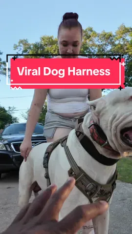 My dog loves it!! 🔥🔥🔥 #fypシ゚viral #viral #fypppppppppppppppppppppp  #dogsoftiktok #dogs  #dogoargentino #canecorso #americanbulldog #bigdog #vest #dogvest #nopullharness #dogharness #TikTokShop #tiktokmademebuyit 