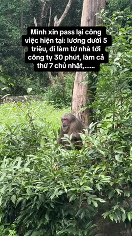 Em xin pass giá rẻ ạ!!!! #vCreator #WonderSummer #VinWonders #9q5zlxs #vinpearlsafariphuquoc #animals #monkey 