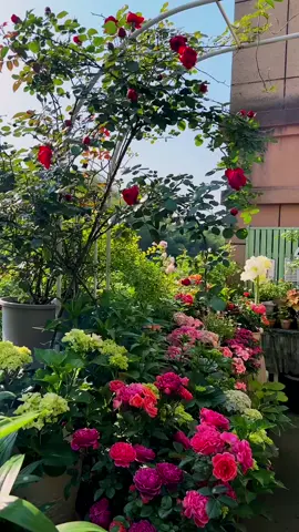 #tiktok #foryou #garden #flowers #fyp 