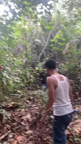 Petualang mencari buah hutan yg sering di pangil buah kelubi #buahkelubi #pelalawan #masukberanda #fyp #foryou #foryoupage 
