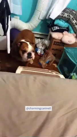 #dog#dogs#dogfunny #cutedogvideos#dogsoftiktok #foryou#dogs #dogsoftiktok #dog#dog #dogsoftiktok #puppy #cute#funny
