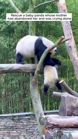 Rescue a baby panda whose mother had abandoned her and was crying alone #rescue #animal #rescueanimals #animalsoftiktok #panda 
