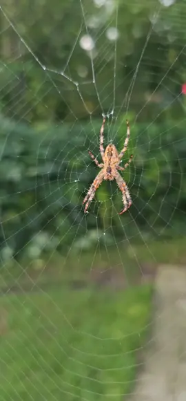 Help me identify this Spider 🕸 Music: Someday Musician: Alexander Delarge URL: https://icons8.com/music #spider #insects #web #nature  #araignée 
