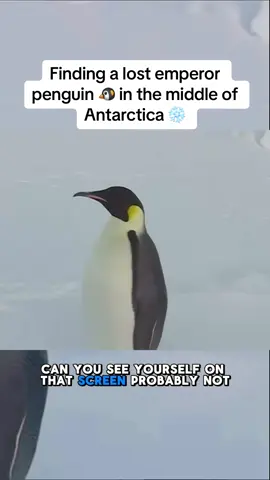 Greeting a male #emperor #penguin who has got #lost in the icey desert ❄️❄️ #foryou #fy #foryou #fyp #fypage #trendingvideo #viraltiktok #viralvideo #penguins #emperorpenguin #wild #ice #snow #lostplace #detachment #animalsoftiktok #sighting #curious #naturesfinest #animalsworld 