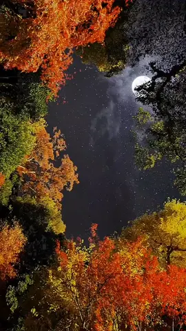 Mưa Bụi 1  ...!!!                                                                     Cs : Mai Tiến Đạt                                                     #xh #nhachaymoingay #bolero #foryou #CapCut 