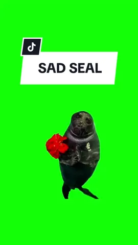 #CapCut SAD SEAL. #greenscreen #greenscreenvideo #greenscreenoverlays #fyp #fypシ #fypage #fypppppppppppppppppppppppppppppppppppppppppppppppppppppppppppppppppppppp #fyppage #fypシ❤️💞❤️ #meme #memes #memestagram #freefirememe #memepage #viral #viralvideos #viralreels #viralvideo #viralpost #meme2024 #trend #trendy #trending #trendingreels #trendtiktok #trendingtiktok #trendy #viralmeme 