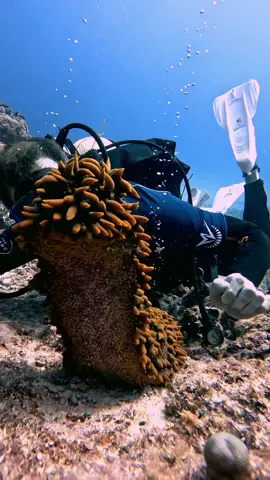 Sea Creature Selfie #VIRAL #YouTubeChamps #sea #fyp #seacreatures  #Alien #ufo #wow#deep 