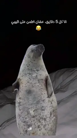 #CapCut #Meme #رياكشنات #حامل 