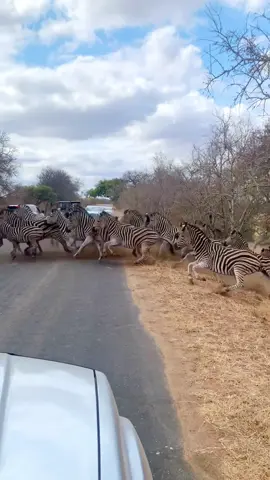 Zebra crossing in real life!
