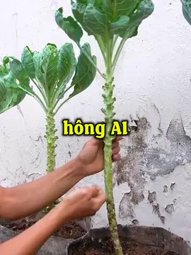 Bắp cải mini trồng đầu Thu đúng vụ luôn các bạn ạ, mua ngay về trồng nhé #nongnghiep #nongsan #bapcai #mini #meovatcuocsong #hatgiongmattroi 