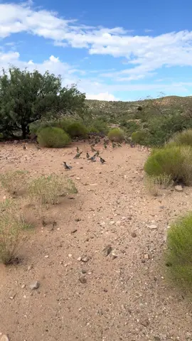 Morning feeding of the Quail#arizonawildlife #quail #arizonalife #relaxingsounds 