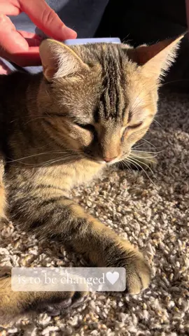 some might say you struck gold being found out there, but really I’m the lucky one💛 #peanutbutter #peanutbuttercat #catsoftiktok #rescuecat #fyp #foryoupage #animalrescue #fypシ゚viral #straycat 