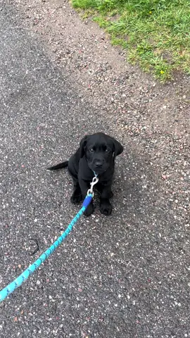 baby mason 🐾🥹#labradorpuppy #blacklab