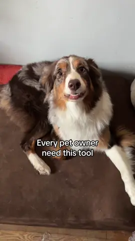 #ad the @Uproot Clean Cleaner Pro effectively removes pet hair hassle free! Im obsessed with this tool and recommend it to all pet owners! #uprootclean #pethair #doghousehold #allergies #petlovers 