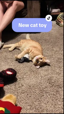 I think its safe to say that Oliver loves his new toy 🐈 🐦 #joaveragemama #potaromaflappingbird #cats #catsoftiktok #cathumor #pets #PetsOfTikTok #orangecats #orangecatsoftiktok #orangecatbehavior #cattoys #toysforcats #relatable #roadto10k #fypage #fypシ゚viral #foryou #foryoupage #trending #trendy #viral 