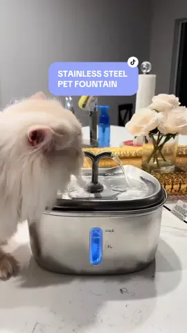 CATS LIKE RUNNING WATER ✨✨ #catsoftiktok #stainlesssteelfountain #catlady #petfountain #catsvideo #fypage #viral 