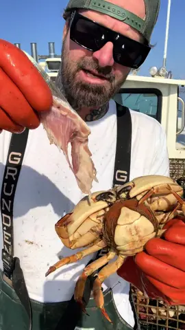 Crab Catching on the Friendliest Catch boat. What we keep versus what we don’t keep, Pacific Stone Crab part 2. #crab #barnacle #friendliestcatch #rockhold #seafood #deepseafishing #fishing #seacreatures #barnaclechronicles 