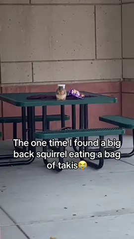Backtivities😭 #fypage #fypシ゚viral #fyppppppppppppppppppppppp #fypp #viral #viraltiktok #squirrel #gyatt #bigback 