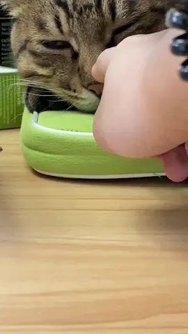 #cat 🥺🥰🥰🥰🤩