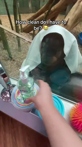 Amber the orangutans likes the hand sanitizer #orangutan #fyp #funnyanimal 