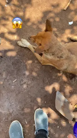 #fyp #pet #foryou #dogsoftiktok #foryoupage #petlover #rescue #dog #puppy #feedstraydogs #4U #dogs #rescuedog #animals #puppylove #gsd #puppiesoftiktok #pup #puppytiktok #gashomushelter @Happy Doggo @Pawsome Pets 