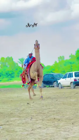 @habibthind9353 @Malik Rizwan 