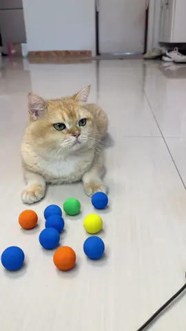 Plush Ball Launcher | The Ultimate Cat Teasing Tool!#PlushBallLauncher #CatTeasingToy #InteractiveCatToy #KittenFun #CatPlaytime #PetProducts #CatLovers #PlayfulKitten #CatEntertainment #MustHaveCatToy