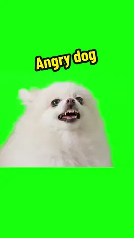 Angry dog #pfy #foryou #greenscreen #greenscreenvideo #greenscreeneffect #dog #dogsoftiktok #dogs 