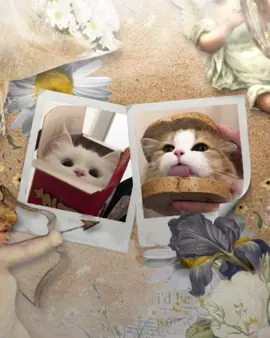 TAN CA (SpeedUp) // CODE TRONG BOX TELEGRAM (Link Tiểu Sử) // #xuhuong #viral #fyp #edit #editor #daajucode #cat #cute #trend #aesthetic #alightmotion 