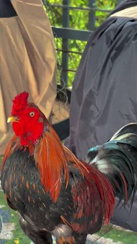 Căng đét luôn em ơi…😎📌🐓🌾#Sumgàđiều✅🐓🌾 #gàđáđồngtháp #gàbông #gàchiến #gàđámiềntây #66đồngtháp #xuhuongtiktok 
