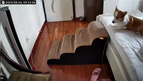 🙄So silky. #dogs #corgi#dogsoftiktok #pet #cute #silky #funny #lazy #haha #fypシ゚ #foryoupage