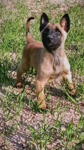 #k9 #dog #training #military #hundetrainer #belgianmalinois #family #fy #tiktok #cutedog #puppy 