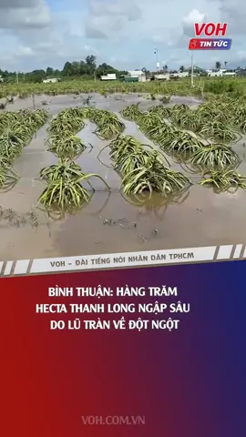 Bình Thuận: Hàng trăm hecta thanh long ngập sâu do lũ tràn về đột ngột #voh #vohradio #vohtintuc #tinnong #tinhbinhthuan #ngapsau #thiethaithanhlong