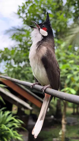 จ้าวส้ม ส้ม สบายใจสุดๆ #นกกรงหัวจุก #สายธรรมชาติ #เด็กใต้ 